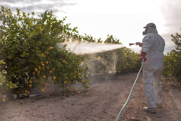 Best Affordable Pest Control Services  in West Samoset, FL