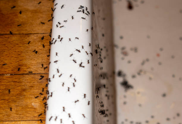 Best Ant Control Services  in West Samoset, FL