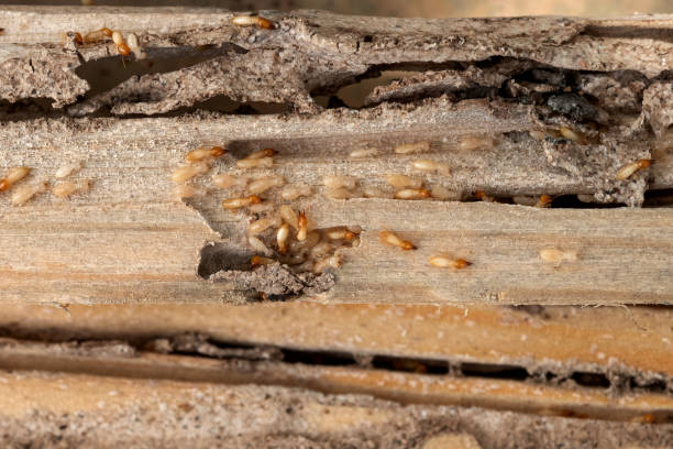 Best Wildlife Control Services  in West Samoset, FL